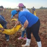 Trabajo voluntario impulsa la cosecha de papa en Mayabeque