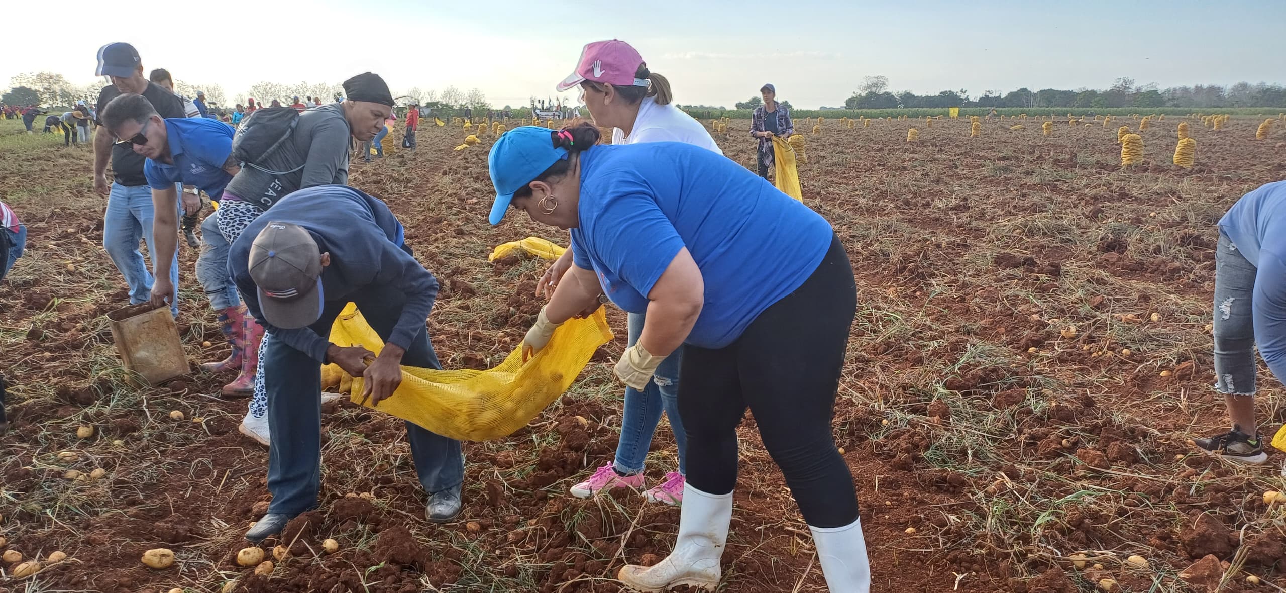 Trabajo voluntario impulsa la cosecha de papa en Mayabeque