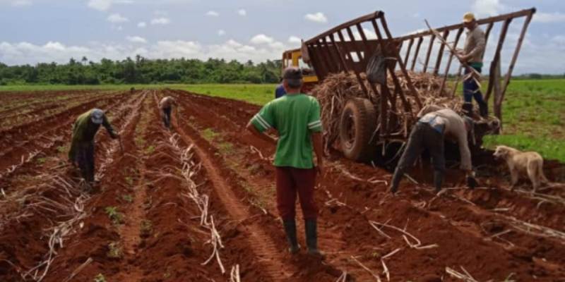 Por incrementar los rendimientos agrícolas