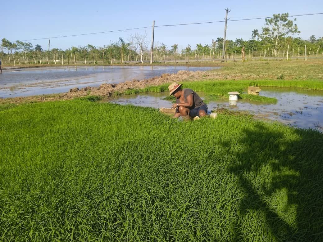 Diversifica cultivo de arroz campesina de Jaruco
