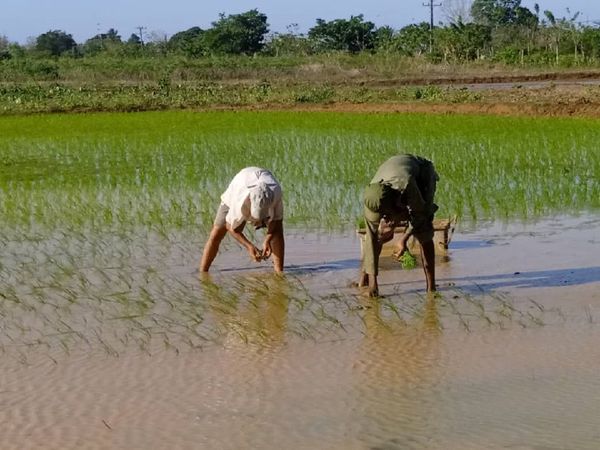 Diversifica campesina de Jaruco cultivo de arroz