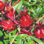 Convocan a Simposio Cient&iacute;fico sobre la Flor de Jamaica