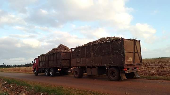 Mantienen cañeros de Jaruco compromiso productivo