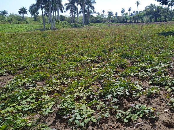 Avanza proyecto de desarrollo local Axaruco