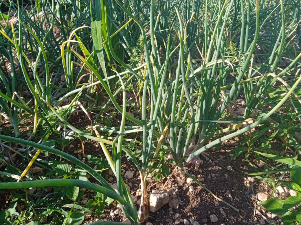 Junto a la línea férrea de Jaruco produce la tierra