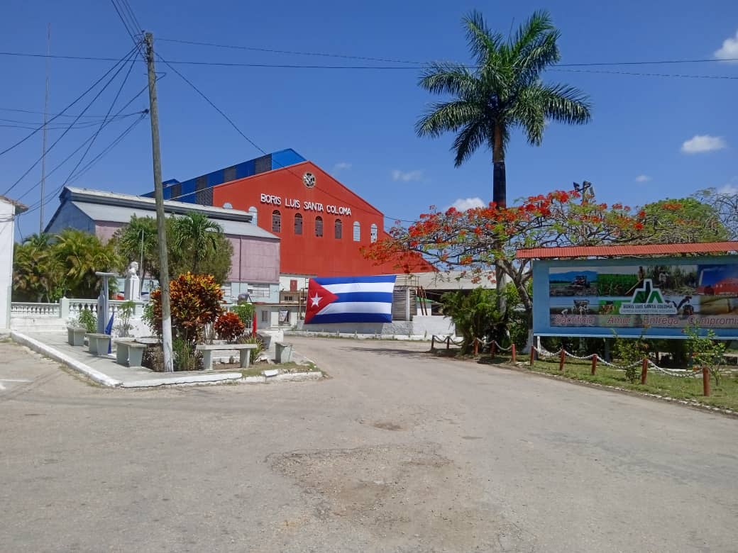 Desde el campo revitalizan la industria azucarera en Madruga.