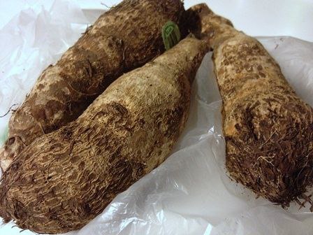 La malanga, una vianda importante para el consumo social