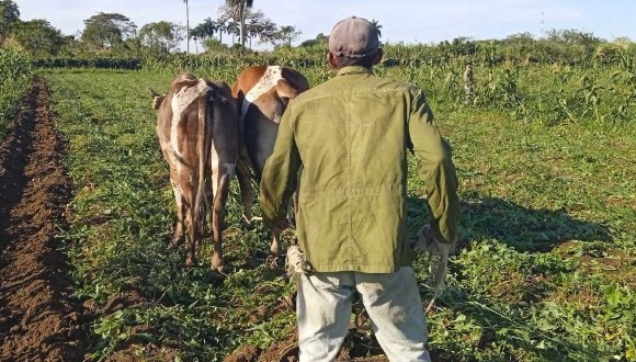 Avanza en Jaruco investigación agropecuaria