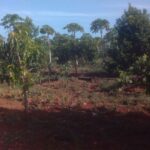 Trabajan cooperativistas de Jaruco por incrementar producciones