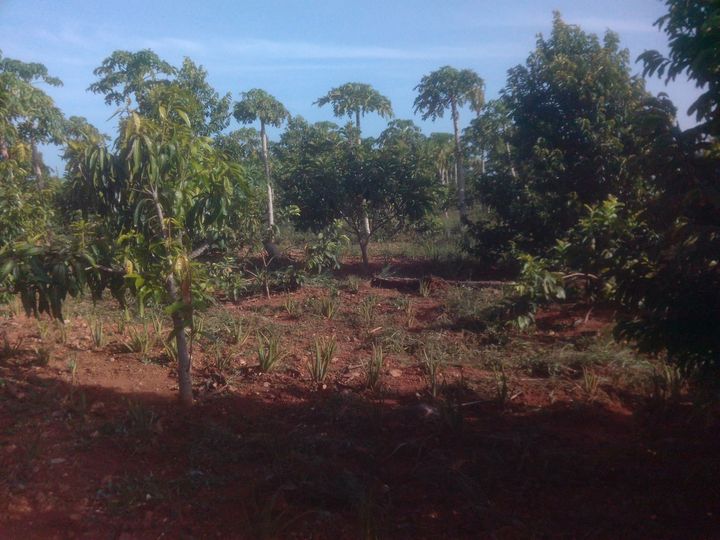 Trabajan cooperativistas de Jaruco por incrementar producciones