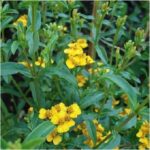 El Pericón o yerbanís es una planta aromática con propiedades culinarias y medicinales