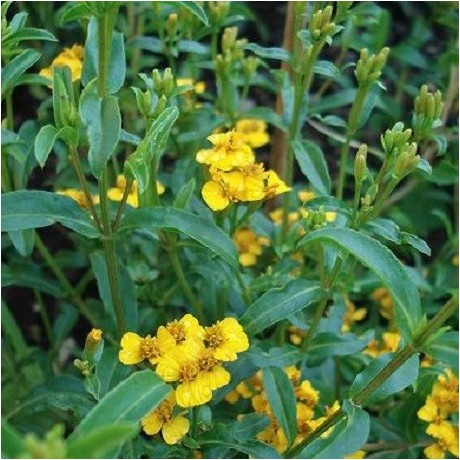 El Pericón o yerbanís es una planta aromática con propiedades culinarias y medicinales
