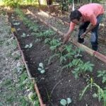 Incrementan resultados económicos en Cooperativa de Producción Agropecuaria de Mayabeque