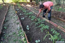 Incrementan resultados económicos en Cooperativa de Producción Agropecuaria de Mayabeque