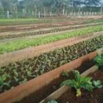 Acondicionan nuevo organopónico en Mayabeque