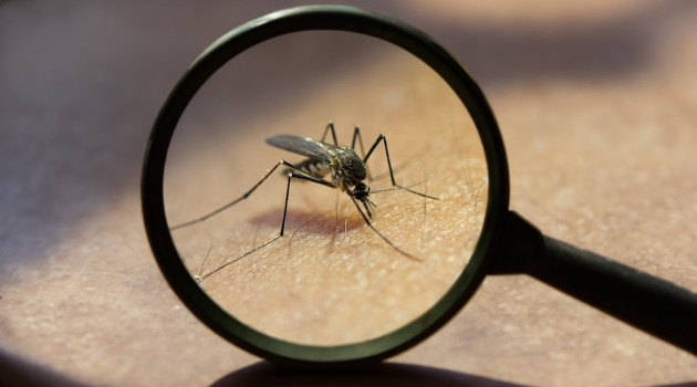 Conozca más sobre el virus del Oropouche.