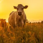 Continúa investigación especial en sector agrícola en Jaruco. Radio Jaruco
