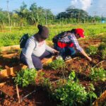 Trabajo voluntario en organopónico de San José de Las Lajas