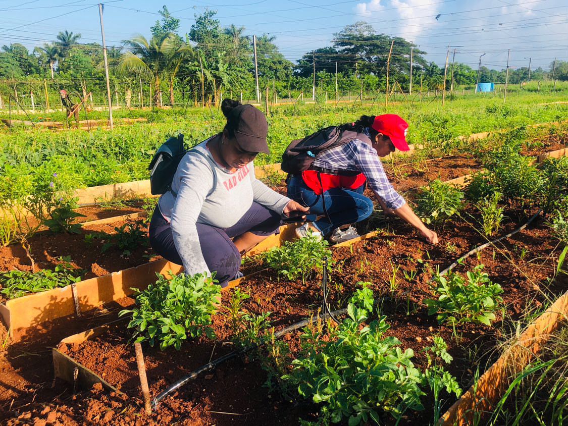 Trabajo voluntario en organopónico de San José de Las Lajas
