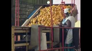 Fábrica de Conservas de Batabanó traza estrategias para aportar alimentos