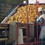 Fábrica de Conservas de Batabanó asume nuevos retos productivos