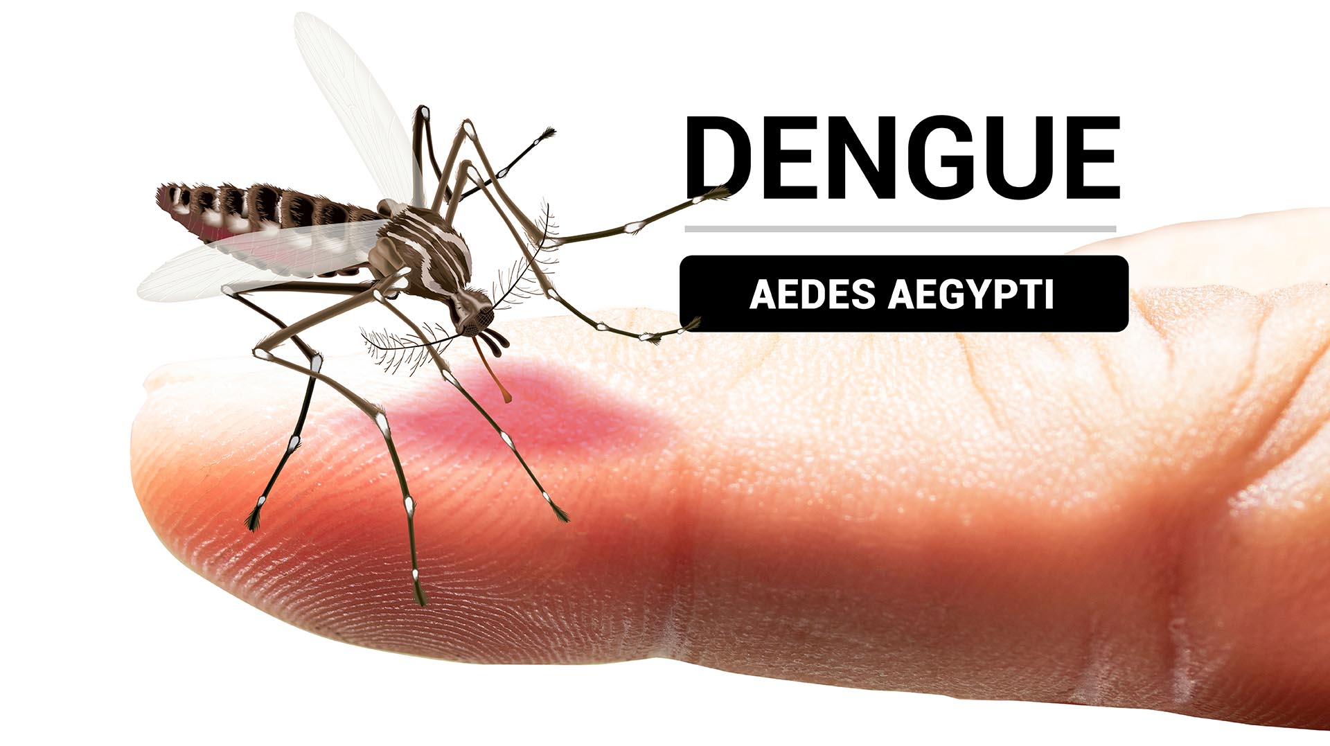 Incrementa en San Nicolás casos sospechosos de dengue