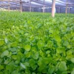 Por más producción de berro en tierras de Batabanó