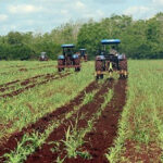 Agricultores de Mayabeque siguen apegados al surco