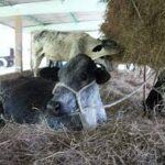 Reproducen raza Siboney de Cuba en Empresa Pecuaria de Mayabeque.