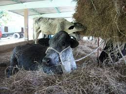 Reproducen raza Siboney de Cuba en Empresa Pecuaria de Mayabeque.