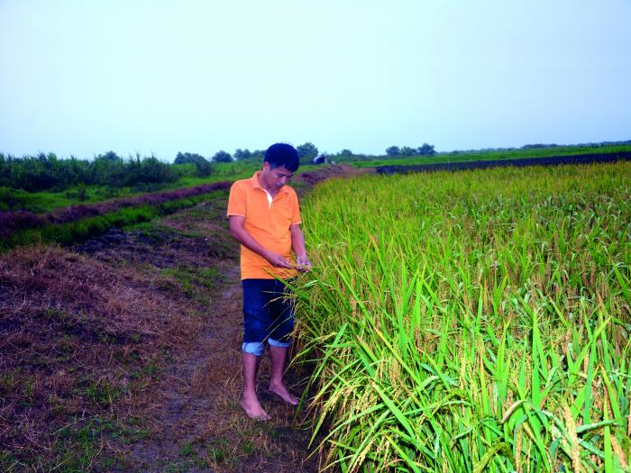 Iniciará en octubre un modelo experimental de siembra de arroz en Mayabeque. Foto: Granma