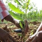 Potencia Mayabeque desarrollo de fincas forestales integrales
