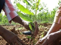 Potencia Mayabeque desarrollo de fincas forestales integrales