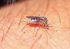 Acciones en Jaruco ante presencia de arbovirosis