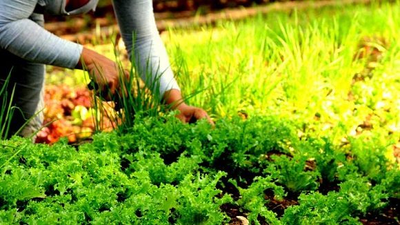 Favorecen campañas agrícolas en Mayabeque. Foto: Radio Reloj