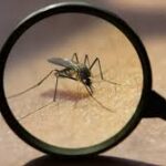 Audiencias sanitarias ante el incremento de casos sospechosos de dengue y oropouche