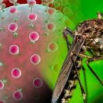 Crean sitio web para informar sobre virus Oropouche
