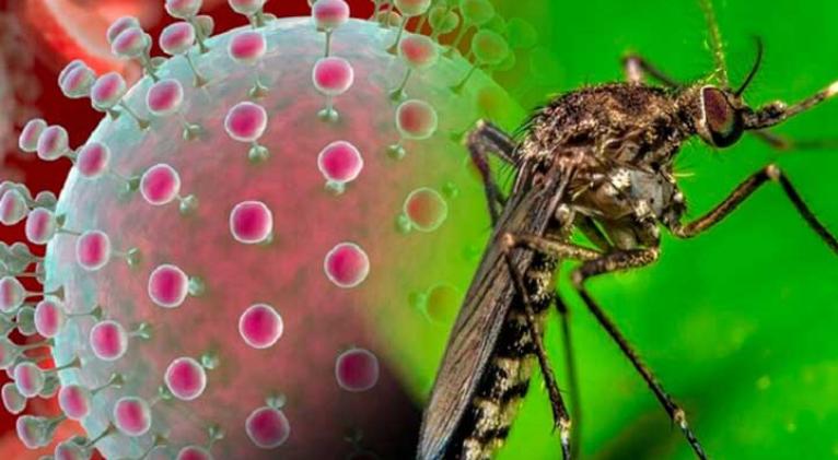 Crean sitio web para informar sobre virus Oropouche.
