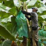 Asisten plantaciones de plátano en Mayabeque. Foto: Radio Reloj