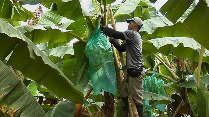 Asisten plantaciones de plátano en Mayabeque. Foto: Radio Reloj