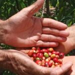 Potencian en Mayabeque cultivo del caf&eacute; en el llano (+ Audio y Fotos)