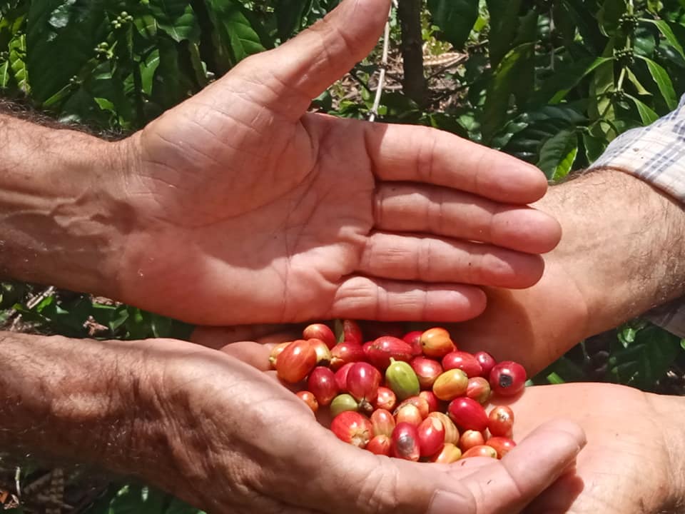 Potencian en Mayabeque cultivo del café en el llano