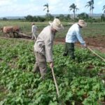 Avanza en Jaruco campa&ntilde;a de siembra de fr&iacute;o