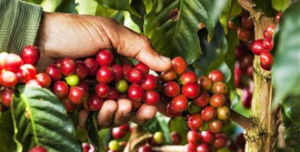 Movilizaciones en Santiago de Cuba para la recogida de café