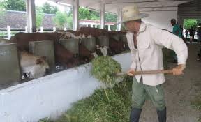 Garantizan alimento animal en San José de Lajas. Foto: Radio Camoa
