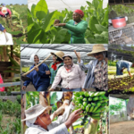 La mujer rural: protagonista en los campos cubanos.