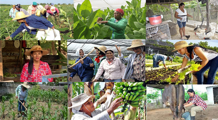 La mujer rural: protagonista en los campos cubanos.