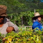 La mujer rural: protagonista en los campos cubanos