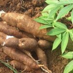 Batabanó eleva rendimientos en el cultivo de la yuca