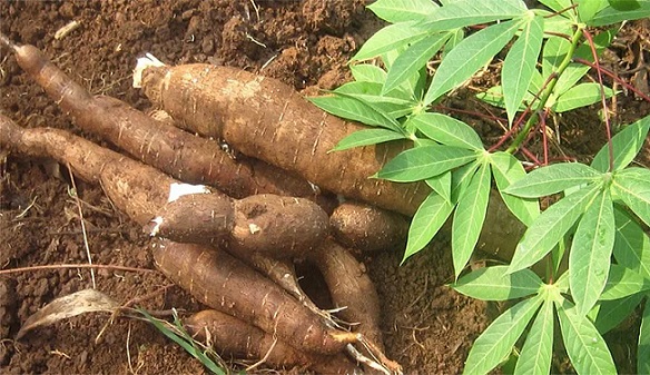 Batabanó eleva rendimientos en el cultivo de la yuca